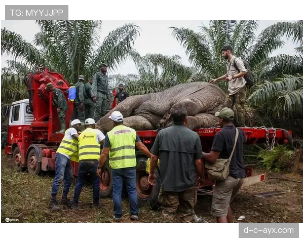 科特迪瓦大象军团焕然一新，蓄势待发迎战国际赛场